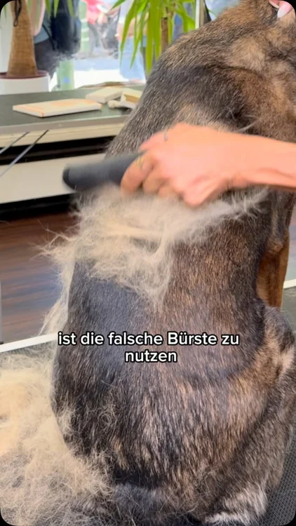 Gerade bei Hunden mit viel Unterwolle kommt es auf das richtige Werkzeug an! 🐾

Denn eine Bürste sollte weder ziehen noch am Fell zupfen – Fellpflege soll für deinen Hund angenehm und entspannt sein. Genau deshalb nutzen wir im Salon für unsere Kunden die Fellwunder-Bürste von Pfotenmond 🤍

Sie löst lose Unterwolle sanft aus dem Fell, ohne unnötiges Zerren. So wird die Fellpflege angenehmer für deinen Hund – und gleichzeitig effektiver 🐾✨

Woran du eine gute Unterwoll-Bürste erkennst, zeigen wir dir im Video 👀

Du kannst die Fellwunder-Bürste 30 Tage risikofrei testen: Überzeugt sie dich und deinen Hund nicht, bekommst du dein Geld zurück.

Kooperation mit @pfotenmond.de 🤍

#Pfotenmond #Fellwunderbürste #Hundesalon #Hundefellpflege #doggroomer