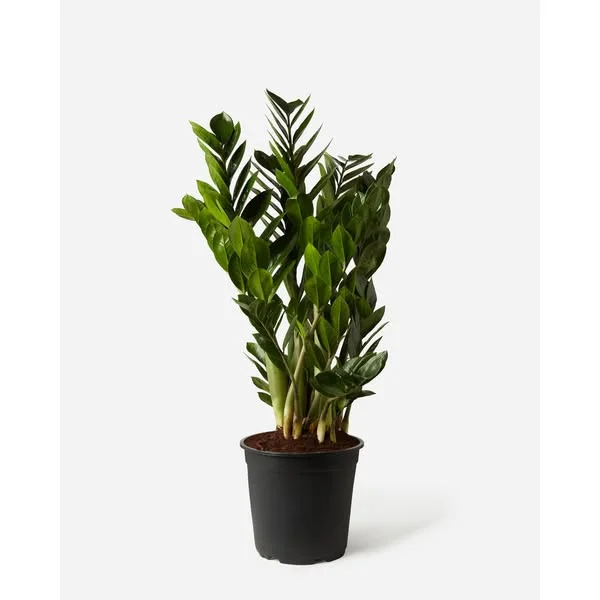 Plant Drop