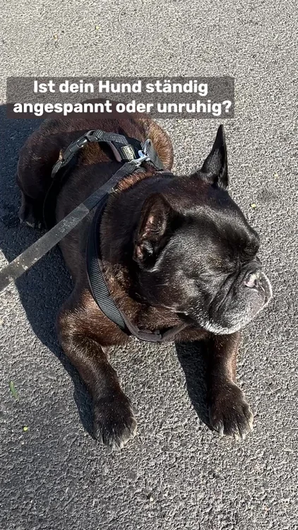 Dein Hund kann nicht alleine bleiben?