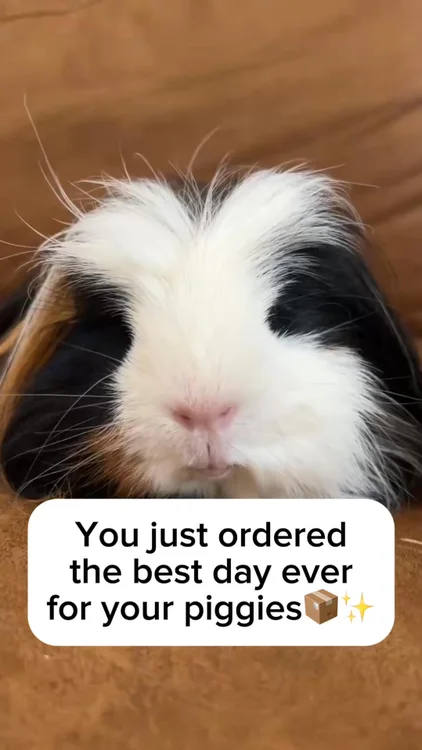Piggy Box Surprises