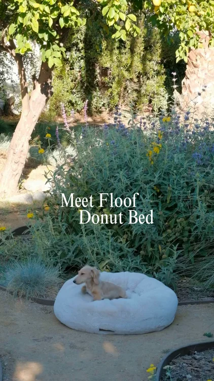 Happy Pup Starts Here >>