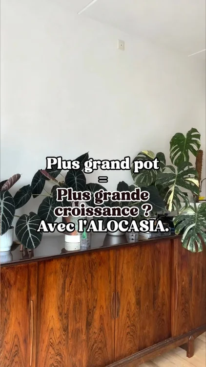 Plus de 75.000 amoureux des plantes sont passés avant toi