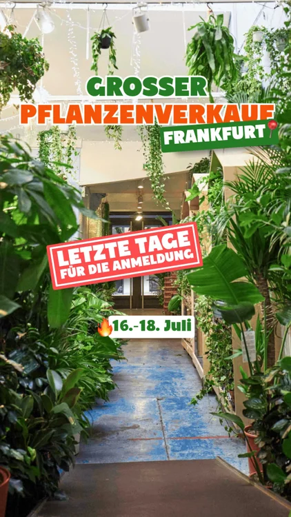 Blitzverkauf ab 0,99€ 🪴