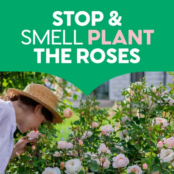 Plant Beautiful Roses