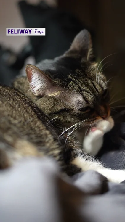 +14 millions de chats aidés