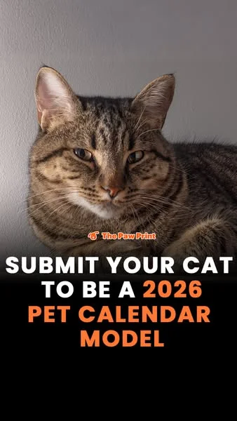 Submit YOUR KITTY! 📸 🐱