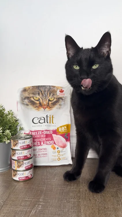 Did you know Charlie used to weigh 23 lbs? 🙀 Not anymore — and @CatitCanada is helping us keep him healthy with their new Catit Recipes Weight Control formula. We have so many Catit products, so we were excited to try this food. Most importantly, though, Charlie loves it! 🍗

Have a chonky cat at home? It’s perfect for cats who need to lose weight or maintain their weight loss. Check it out! 😻

#CatitRecipes #CatitPartner
