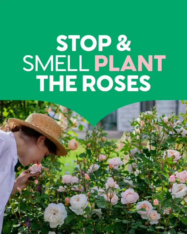 Give Your Roses a Head Start