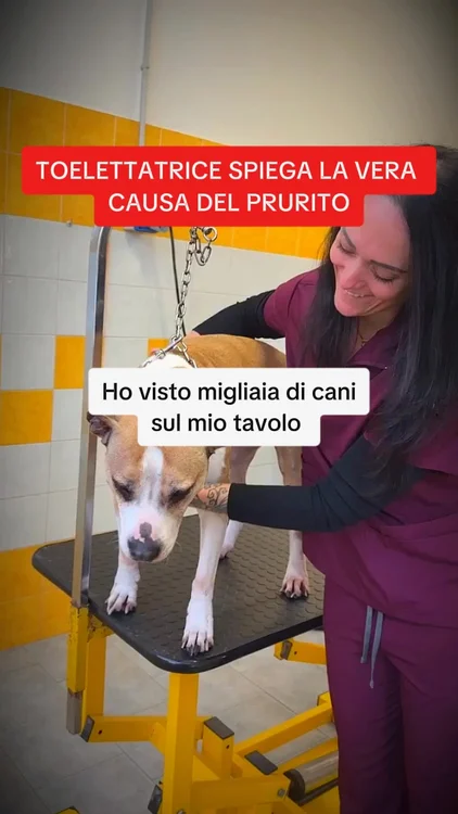 Elimina il Prurito del tuo Cane alla Fonte 👉