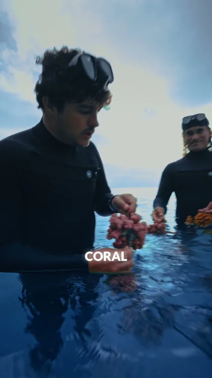 Adopt a Coral, Today! 🙏