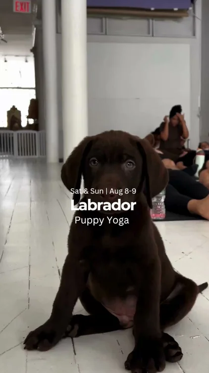 Join us for Puppy Yoga this Saturday & Sunday featuring adorable Labrador puppies. 🐾 
 
Only a few spots left, so grab your tickets before they’re gone ☁️💗

📍 West Town, Chicago

*Note: Breed is not guaranteed and subject to change. Follow us on Instagram for the latest breed updates!
