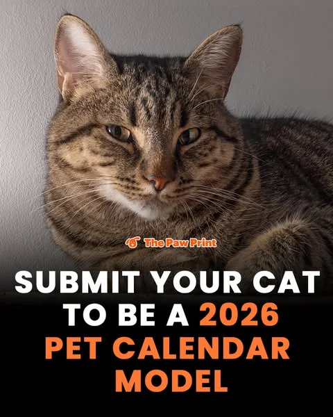 Submit YOUR KITTY! 📸 🐱