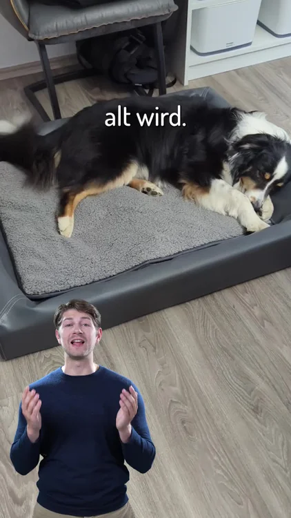 Orthopädischer Schlaf für Hunde