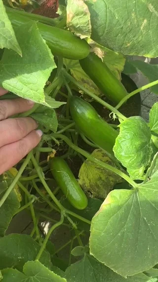 TRY A BOX THIS MONTH 🤠