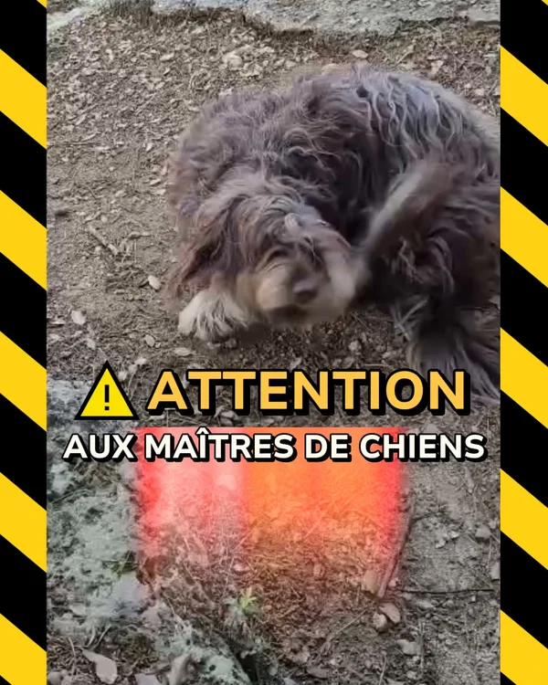 Stop aux démangeaisons 🐾