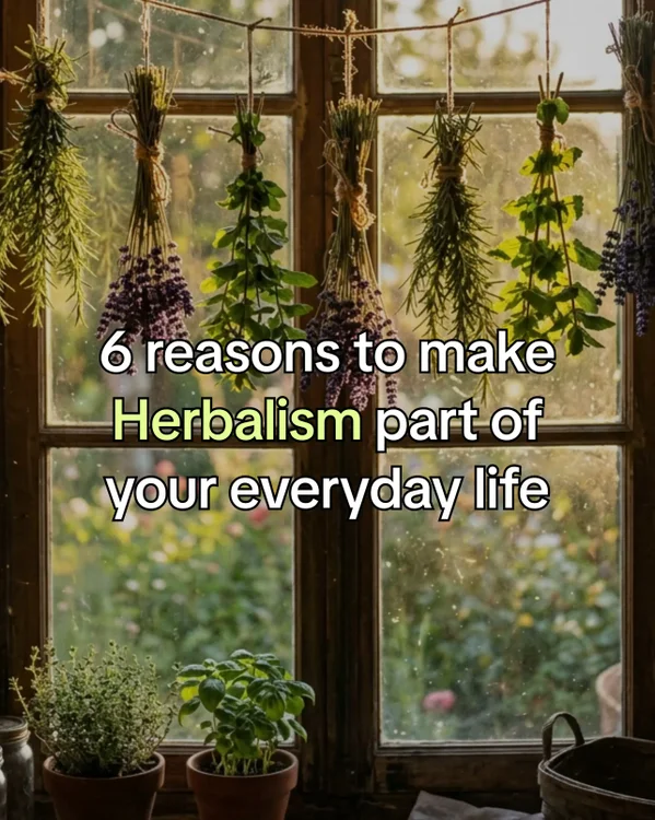 Accessible Herbalism, Ancient Wisdom