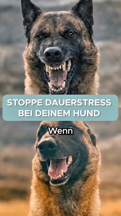 Ist dein Hund dauernd gestresst?