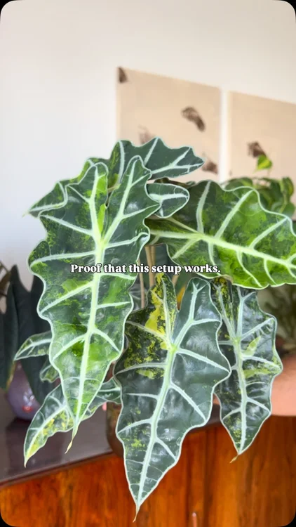 Four months ago, these Polly Aureas were nothing more than three tiny one-leaf plants. 💚

Today, they’ve transformed into a lush, full bouquet of beautiful leaves—and it’s hard to believe how much they’ve grown in such a short time. 🌿✨

We can’t wait to see where they’ll be another four months from now. 👀🌱

💚 Use our discount code thelittleplantfam to get 10% off your entire order. | ad

#pollyaurea #alocasia #plantupdate #rareplants #plantlover