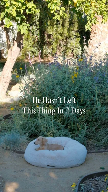 Happy Pup Starts Here >>