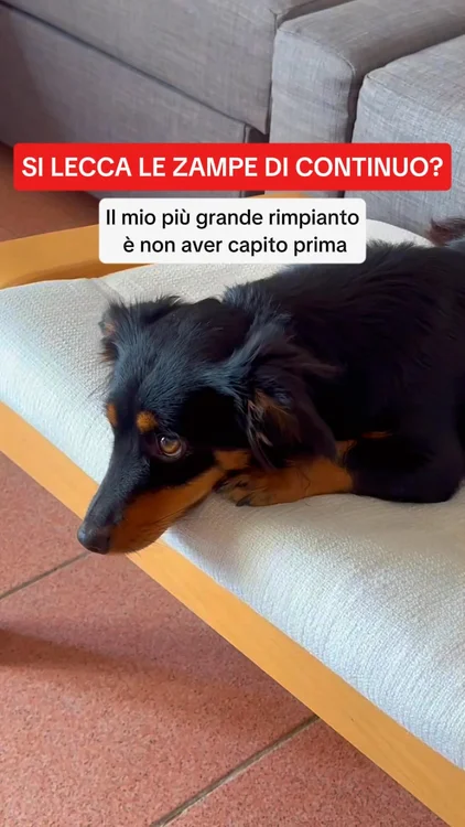 Aiuta il tuo cane oggi 👉