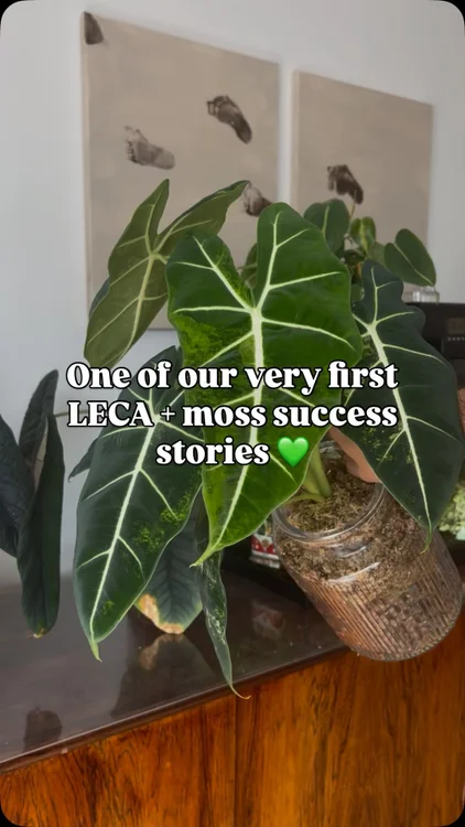 This Frydek Aurea has come a long way 💚🌿

It was one of the very first variegated plants we moved into our LECA + moss setup, and back then it was little more than a one-leaf plant.

Fast forward to today, and it’s grown into a full, mature plant with multiple leaves, strong roots, and more character than ever ✨

Looking back at where it started makes the journey even more rewarding. Sometimes all it takes is time, consistency, and the right setup 🌱 It got a fresh start by upsizing in the same setup. 🙏🏽

💚 Use our discount code thelittleplantfam to get 10% off your entire order.

#frydekaurea #alocasia #plantupdate #plantlover #rareplants