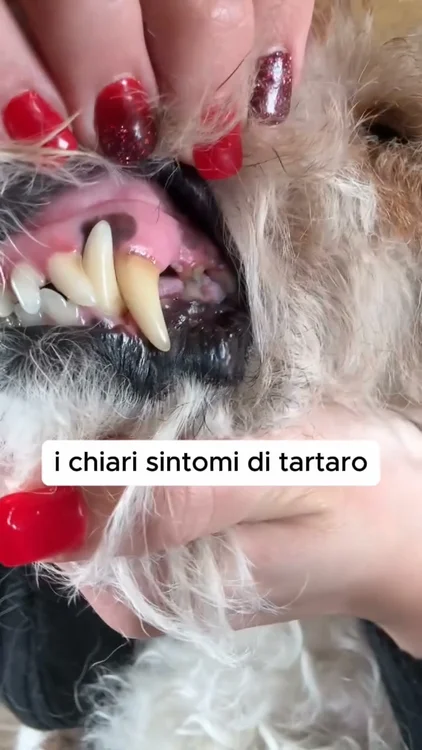 Igiene dentale perfetta, senza sforzo! 🐶