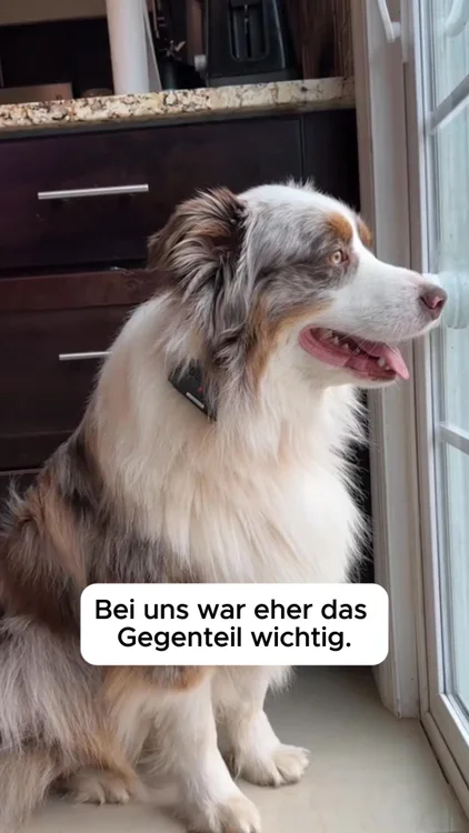 🐕 Reduziere die Angst, Reaktivität & den Stress deines Hundes – in nur 10 Sekunden am Tag. Von über 10.000 Hunden geliebt.