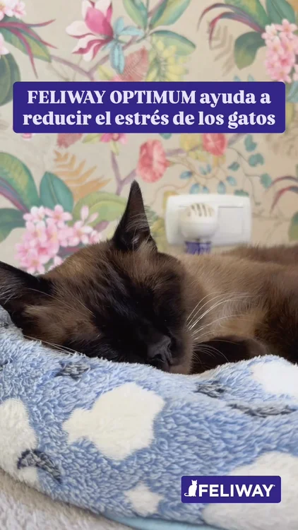 FELIWAY Optimum