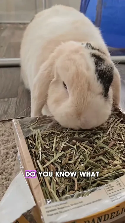 Forage Time 🎁