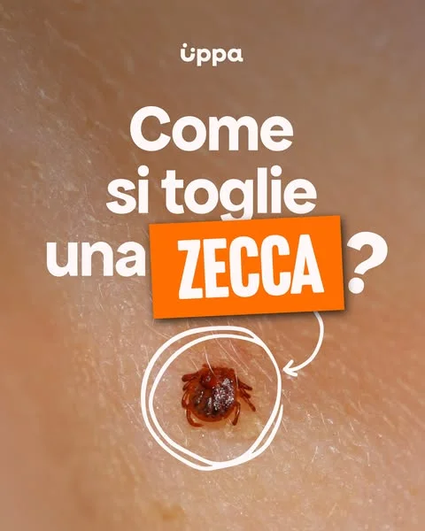 Una passeggiata nel bosco, un picnic sull’erba, una giornata al parco. Con l’arrivo della bella stagione aumentano anche le occasioni di incontrare una zecca.

La scoperta può spaventare, soprattutto quando riguarda un bambino, ma nella maggior parte dei casi non è necessario allarmarsi. Quello che conta davvero è sapere come intervenire.

Spesso circolano consigli che propongono di usare alcol, olio, acetone o addirittura una fonte di calore per “far uscire” la zecca. Oggi sappiamo che questi metodi non sono utili e possono persino essere controproducenti.

La raccomandazione è molto più semplice: rimuovere la zecca il prima possibile con una pinzetta, afferrandola vicino alla pelle e tirando delicatamente senza schiacciarla.

Dopo la rimozione è utile tenere sotto controllo la zona del morso e osservare l’eventuale comparsa di sintomi nei giorni e nelle settimane successive, in modo da contattare tempestivamente il proprio medico o pediatra di fiducia.