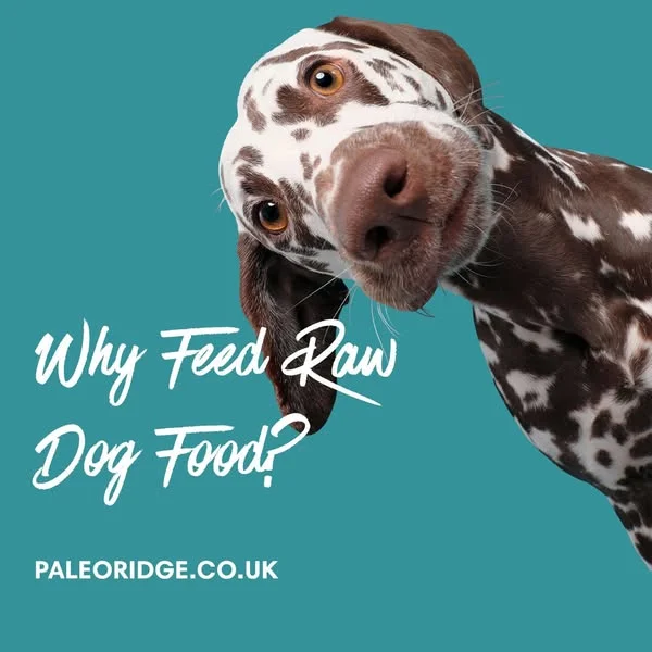 Unleash Your Pup's Potential with 30% Off