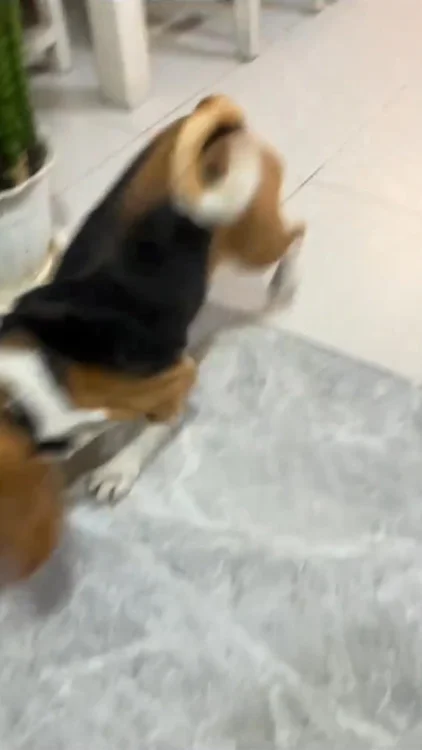 🐕 Reduziere die Angst, Reaktivität & den Stress deines Hundes – in nur 10 Sekunden am Tag. Von über 10.000 Hunden geliebt.