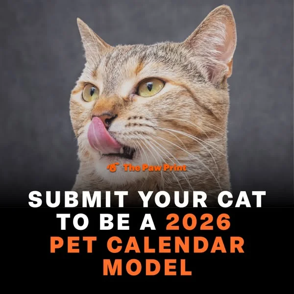 Submit YOUR KITTY! 📸 🐱