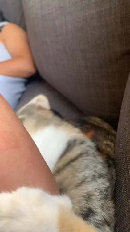Your hand is not a toy. But we get why they think it is. catsumo.co