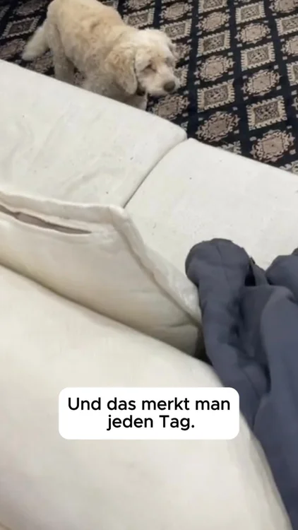 🐕 Reduziere die Angst, Reaktivität & den Stress deines Hundes – in nur 10 Sekunden am Tag. Von über 10.000 Hunden geliebt.