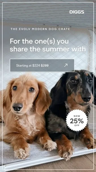 For Your Summer Sidekicks