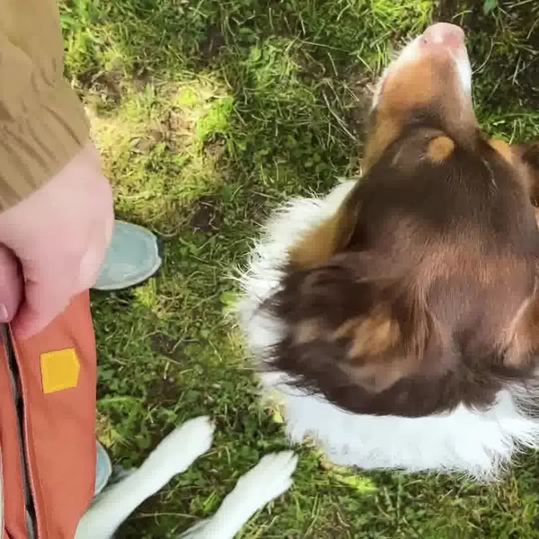 Ultimate Hip Pack for Dog Owners