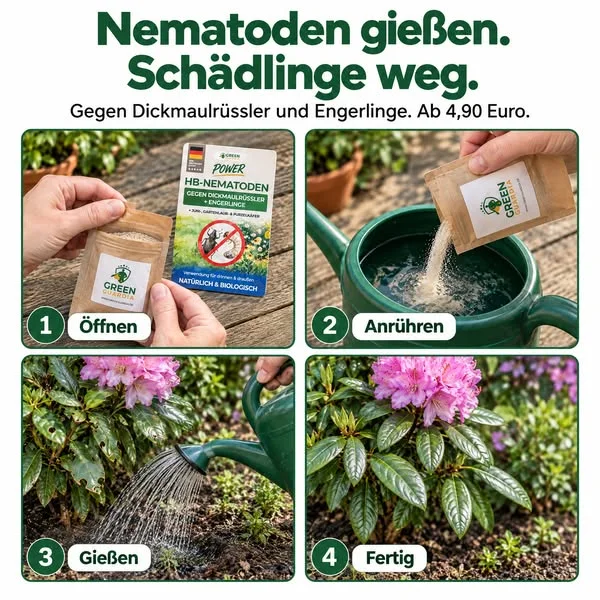 HB-Nematoden gegen Dickmaulrüssler