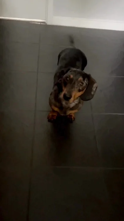 Choose Better Than Kibble