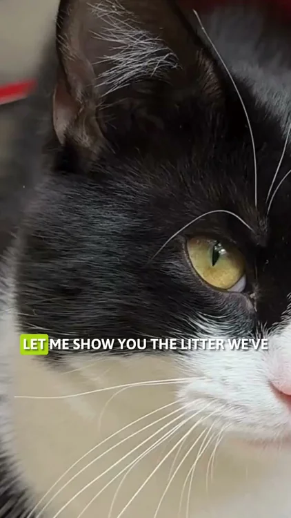 Go Natural Cat Litter