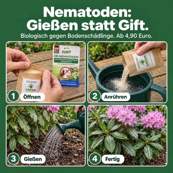 HB-Nematoden gegen Dickmaulrüssler