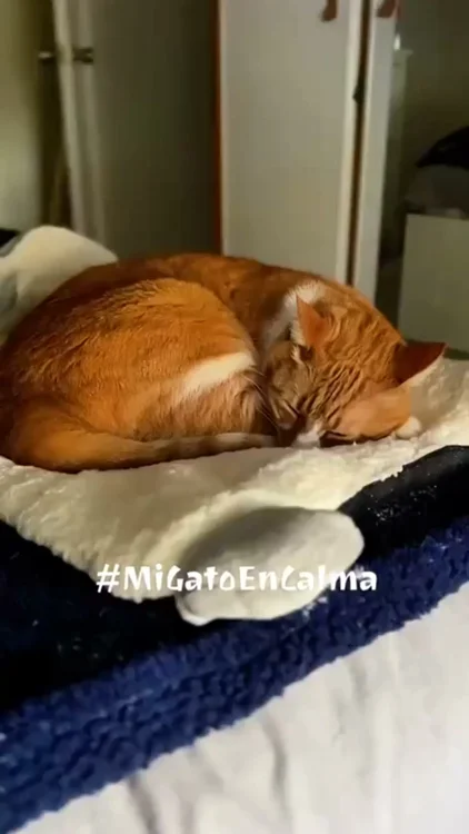FELIWAY Optimum