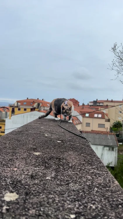 FELIWAY Optimum