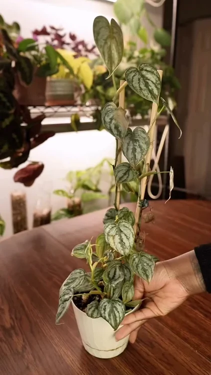Turn a Trailing Vine Into Living Art