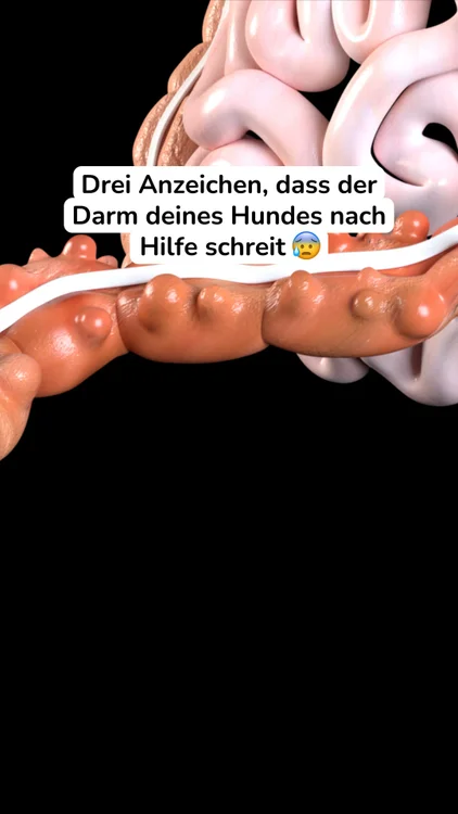 Hol dir das perfekte Vorteils-Paket 👉