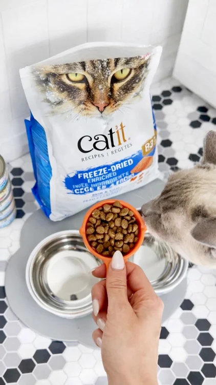 sparks was born a little white cloud.

a year and a half later he is a stunning lilac point siamese scottish fold with a coat that gets more compliments than meow-my’s best hair days and an extremely specific idea of what dinner should look like.

so we take it seriously. @catitcanada recipes freeze-dried enriched skin & coat has omega-3 fatty acids for mister fancy fur’s luxurious pelage, ocean fish as the first ingredient because he’s the most picky, and pre and probiotics for his delicate gut health. 

it’s raw-inspired, high quality, and genuinely budget friendly which is a combination i did not expect to find.

the coat is expensive looking. the food is not. this is the way.

#catit #catitrecipes #siamese #catsofinstagram #cats_of_instagram