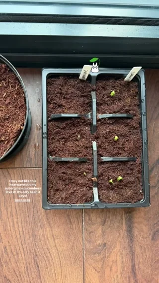 TRY A BOX THIS MONTH 🤠